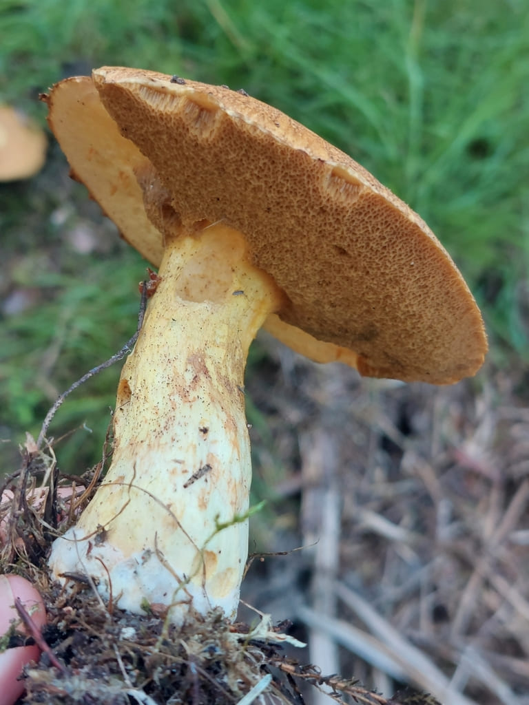 Sandsopp holdt fra siden med brun poreflate og lys gulbrun stilk.