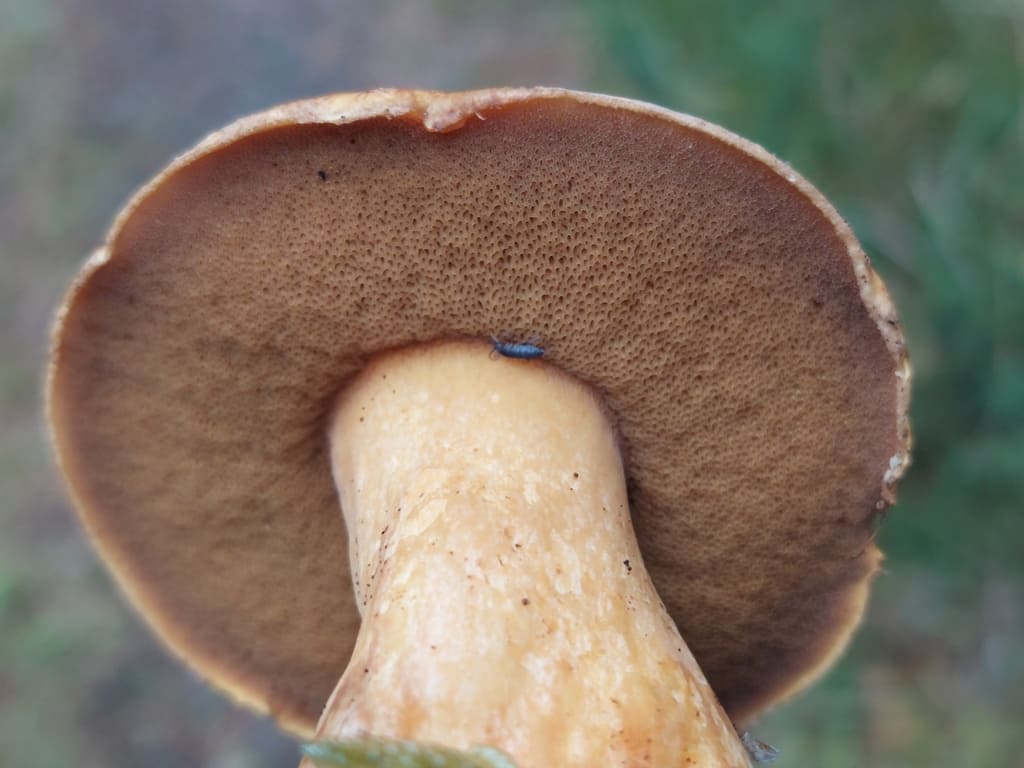 Sandsopp sett nedenfra med mørkt olivenbrunt porelag og lys stilk.