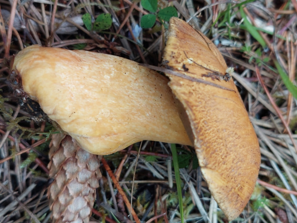 To sandsopper på furukongle og barnåler med tørre gulbrune hatter.