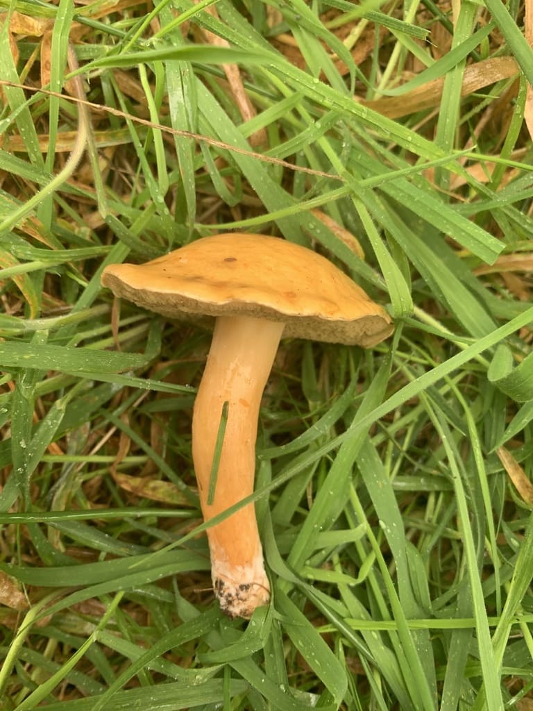 Seig kusopp i gress med flat gulbrun hatt og smal stilk.