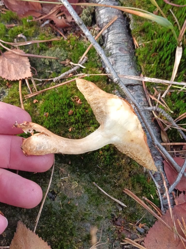 Delt seig kusopp fra siden med lyst kjøtt, tynn hatt og bøyd stilk.