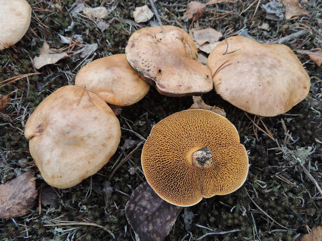 Flere seige kusopper med blekbrune hatter og ett mørkt, grovporet porelag.