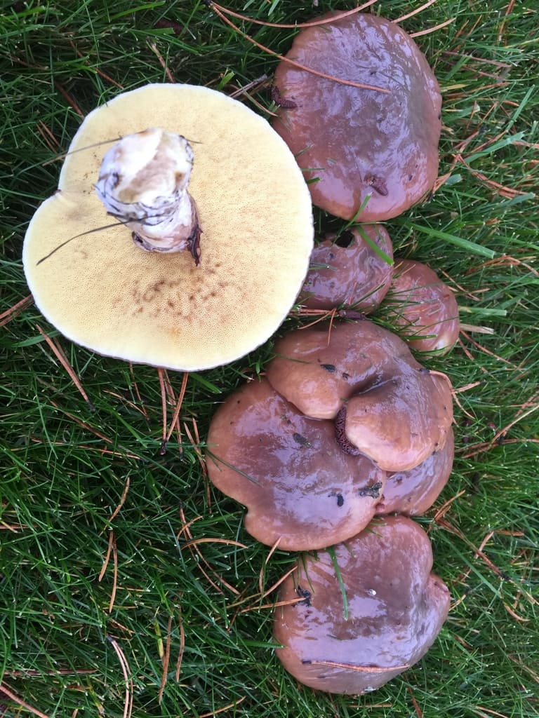 En gruppe smørsopper med blanke brune hatter og én gul underside synlig.