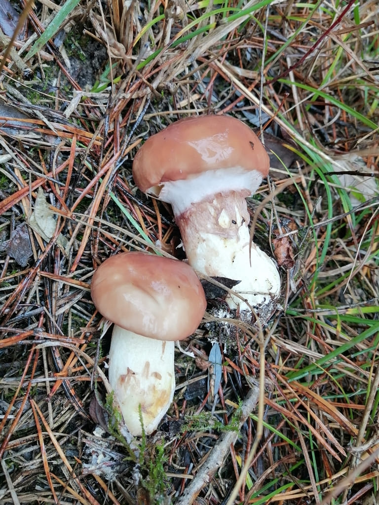 To unge smørsopper mellom barnåler med runde brune hatter og hvitt slør.
