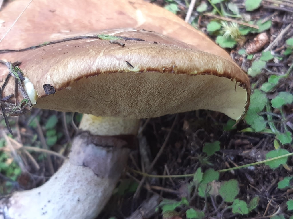 Moden smørsopp fra siden med brun hatt, olivengule porer og kraftig ring.