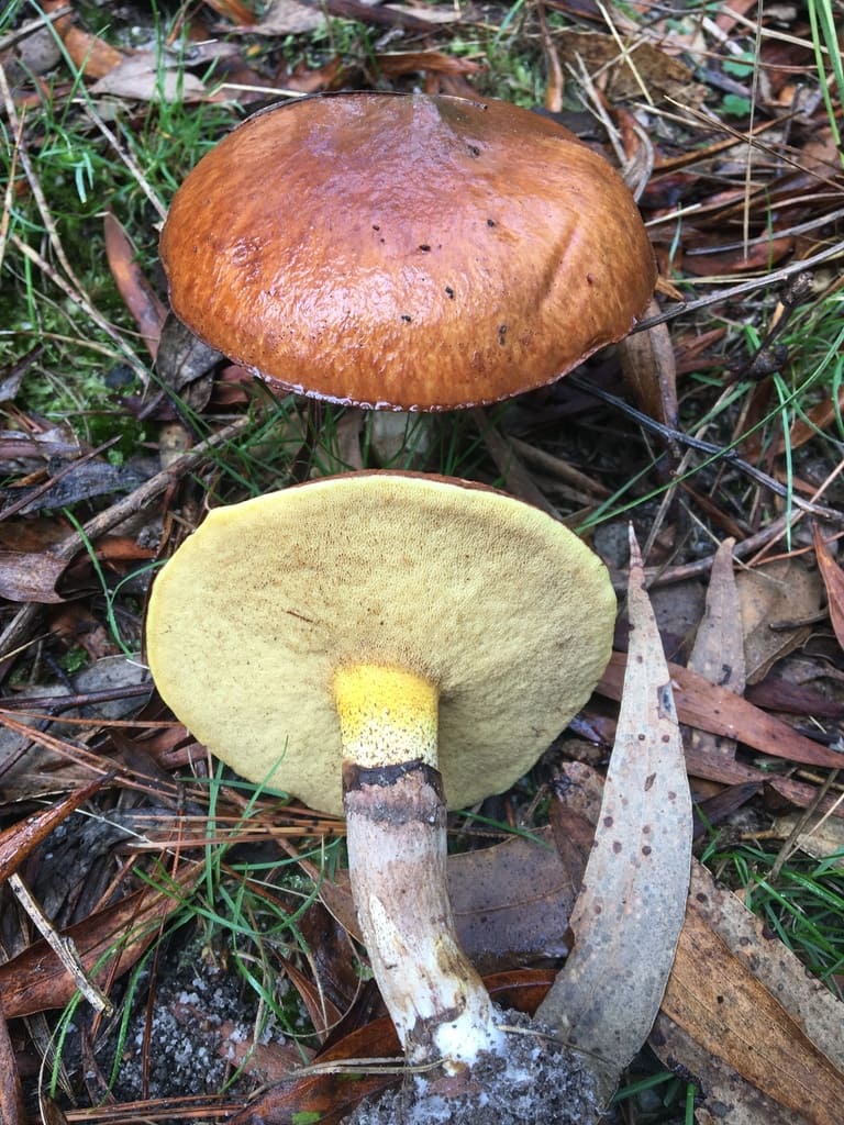 To smørsopper med brun hatt, gult porelag og synlig ring på stilken.