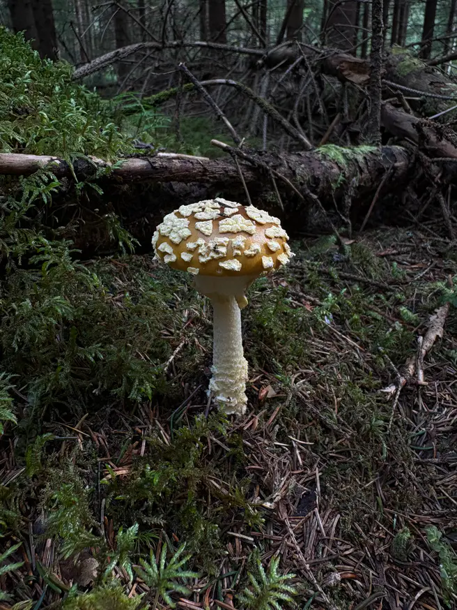 Brun fluesopp i mørk granskog med brun hatt, gulhvite hudlapper og hvit ring.