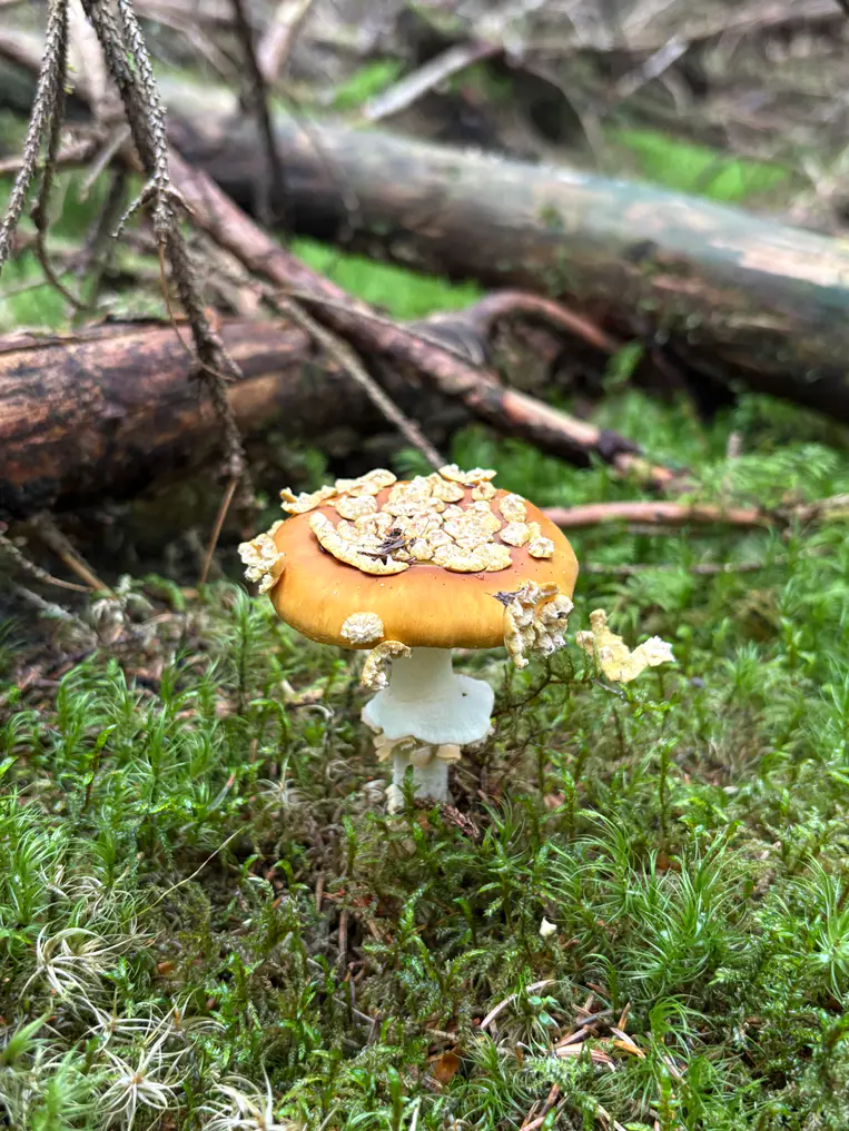 Brun fluesopp i mose med gulbrun hatt og store gulhvite hudlapper.