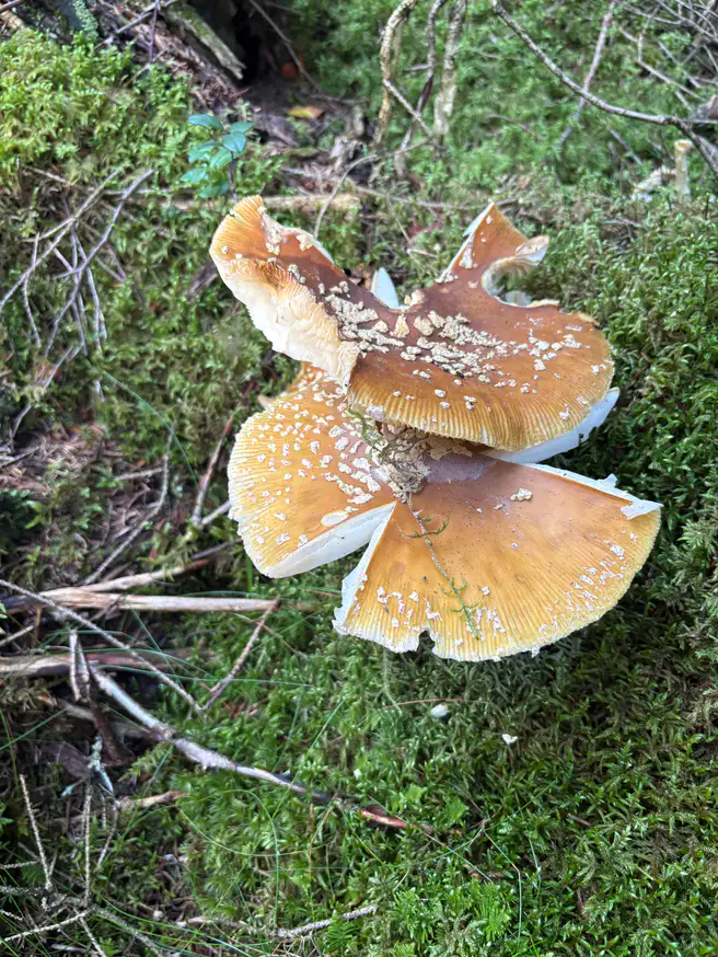 Brun fluesopp som flere utbredte brune hatter med spredte lyse velumrester.