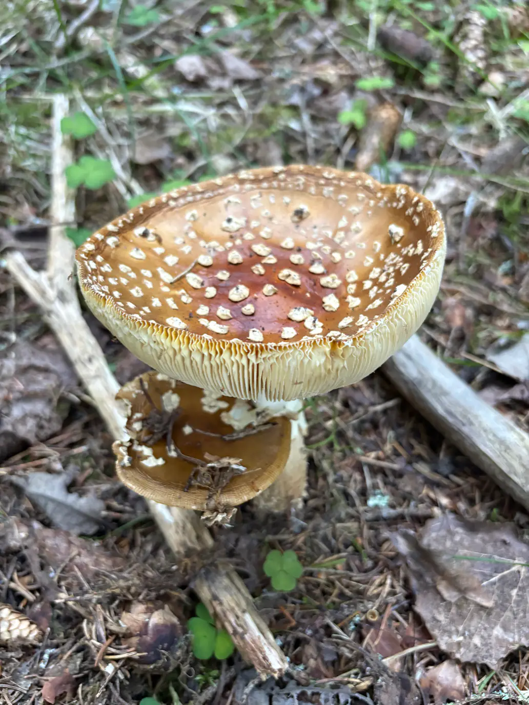 Brun fluesopp fra siden med rødbrun hatt, mange lyse hudlapper og hengende ring.