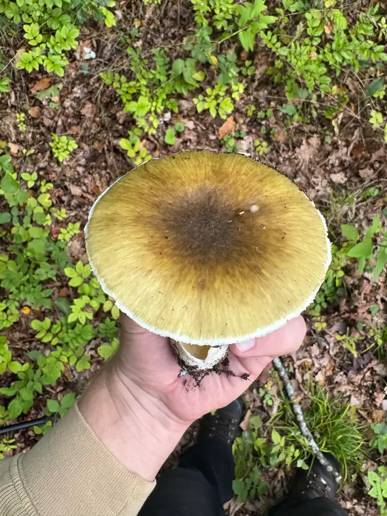 Grønn fluesopp ovenfra med olivengrønn hatt, mørkt fibret sentrum og lysere kant.