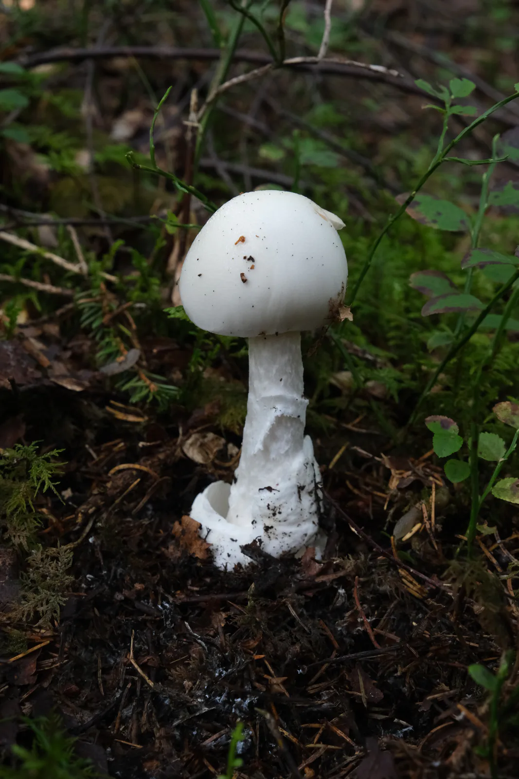 Hvit fluesopp som ungt eksemplar med rund hvit hatt og kraftig slire ved basis.