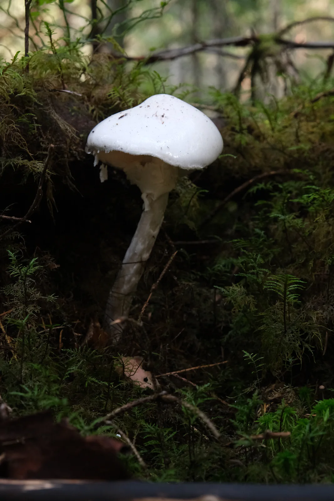 Hvit fluesopp i mørk skog med skjev kjeglehatt og lang, fnokket stilk.