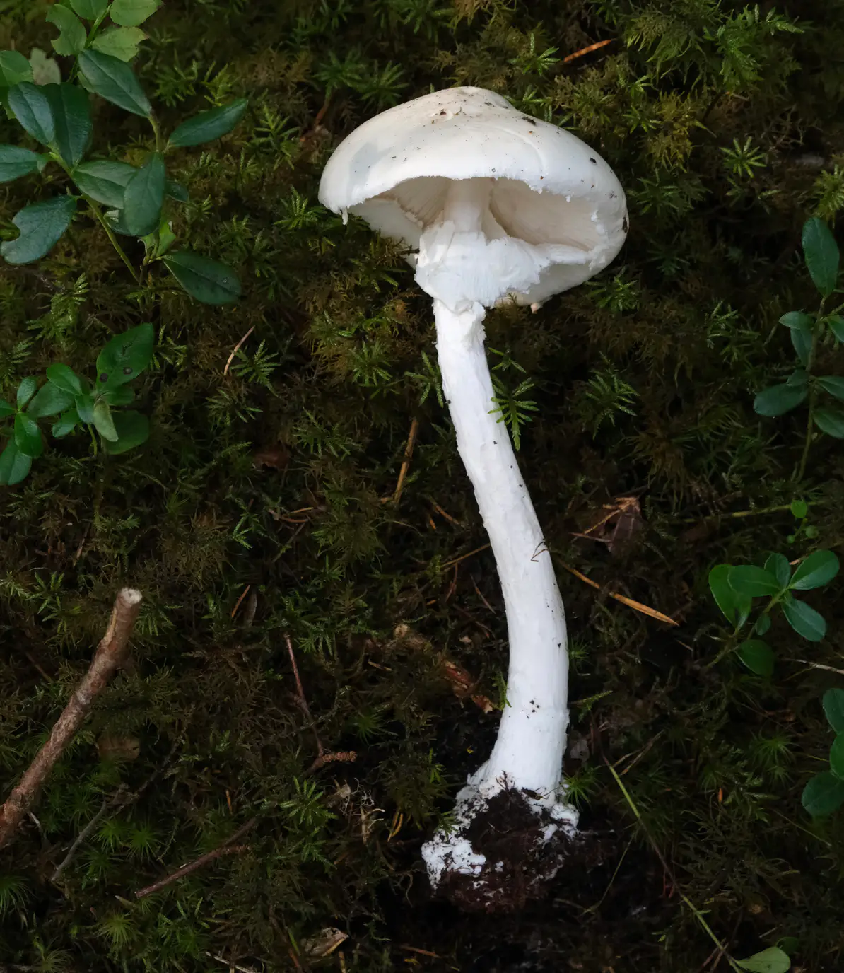 Hvit fluesopp i mose med utbredt hvit hatt, hengende ring og lang stilk.