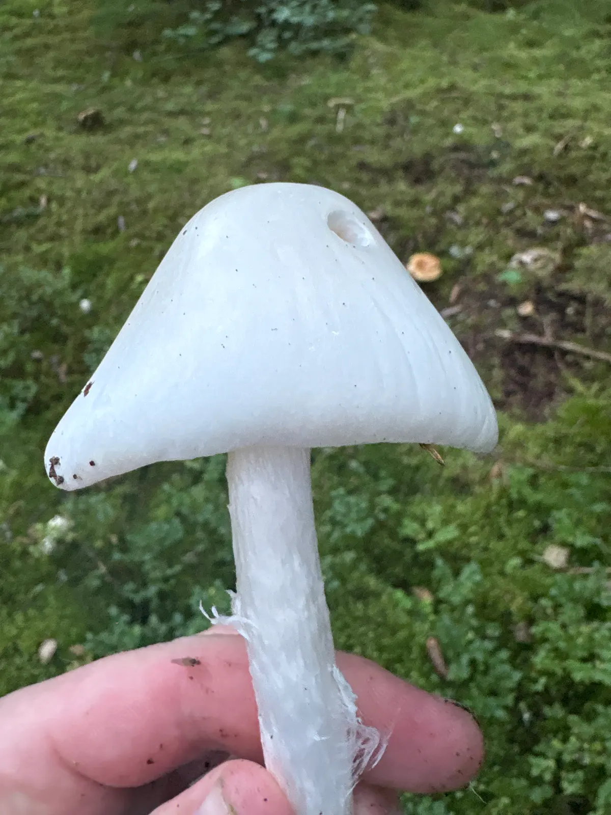 Hvit fluesopp holdt fra siden med glatt hvit, spisst hvelvet hatt og fnokket stilk.