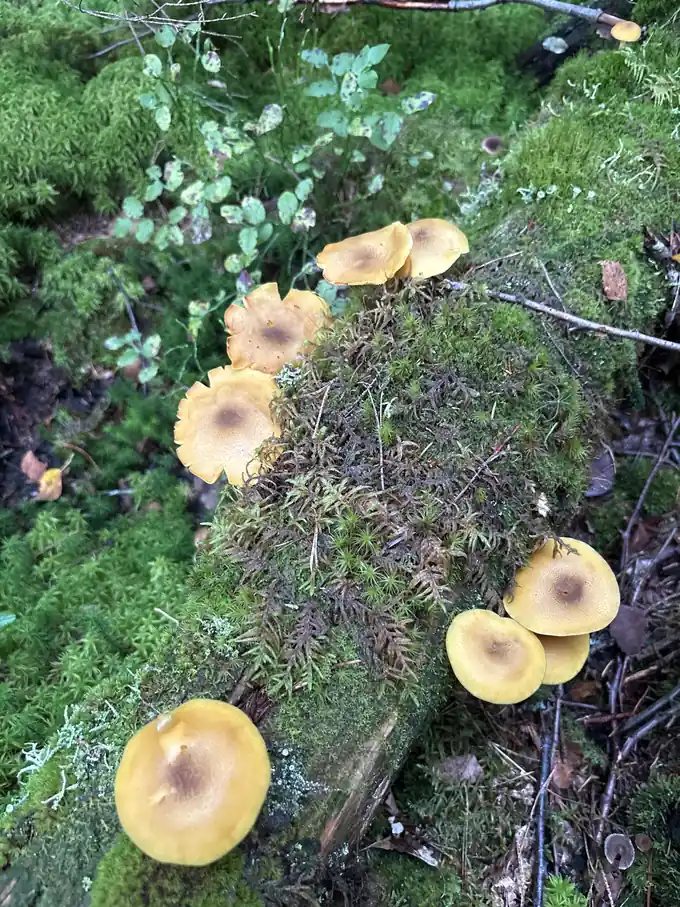 Rekke med brungule stubbemusseronger langs en liggende mosekledd stamme.