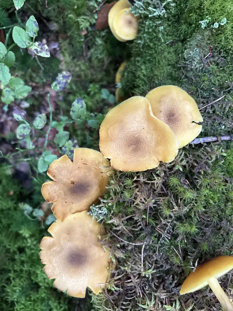 Flere brungule stubbemusseronger på mosekledd stokk med gule hatter og brune midtpartier.