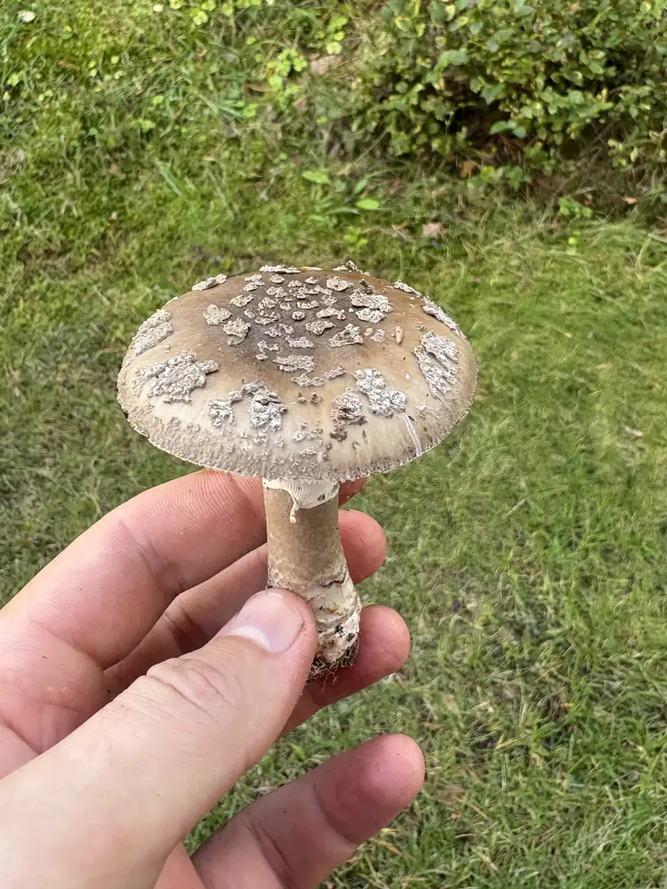 Grå fluesopp holdt ovenfra med gråbrun hatt og uregelmessige grå velumrester.
