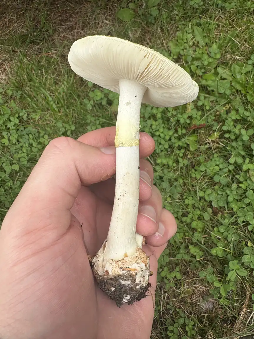 Gul fluesopp holdt opp med hvite fristilte skiver, gulaktig ring og rund knoll.