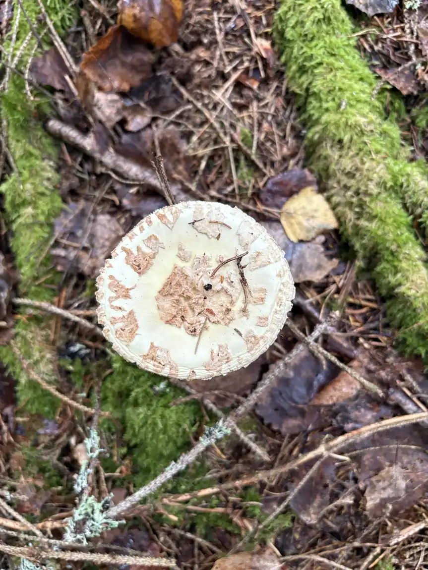 Gul fluesopp i barskog med kremgul hatt og et oppsprukket gråhvitt velumbelegg.