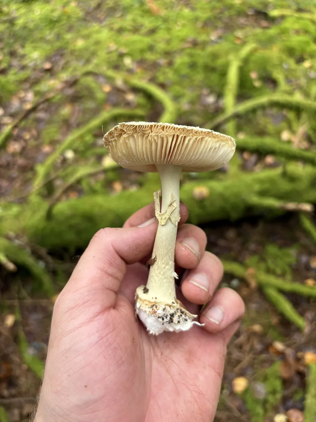Gul fluesopp holdt fra siden med svakt gulaktige skiver og lys ring.