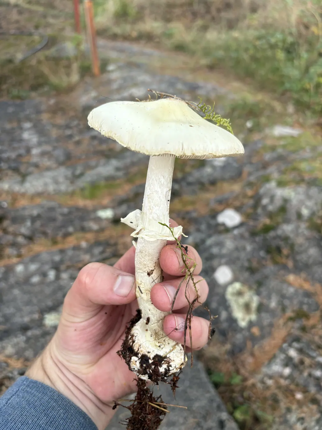 Gul fluesopp holdt opp med lysegul hatt, hvit stilk, ring og oppgravd knoll.