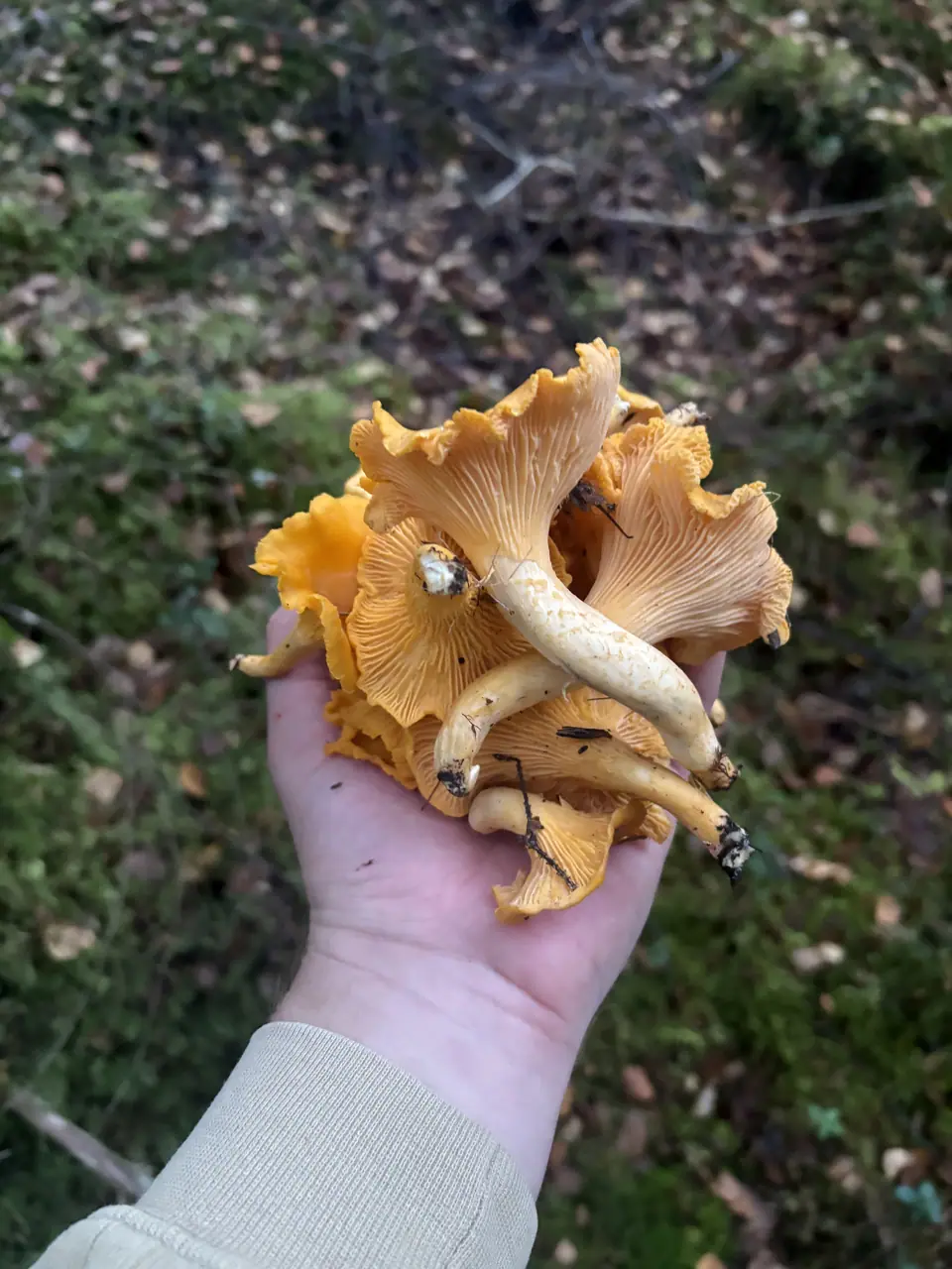 Flere kantareller sett nedenfra med lyse, uregelmessige ribber og blekgule stilker.