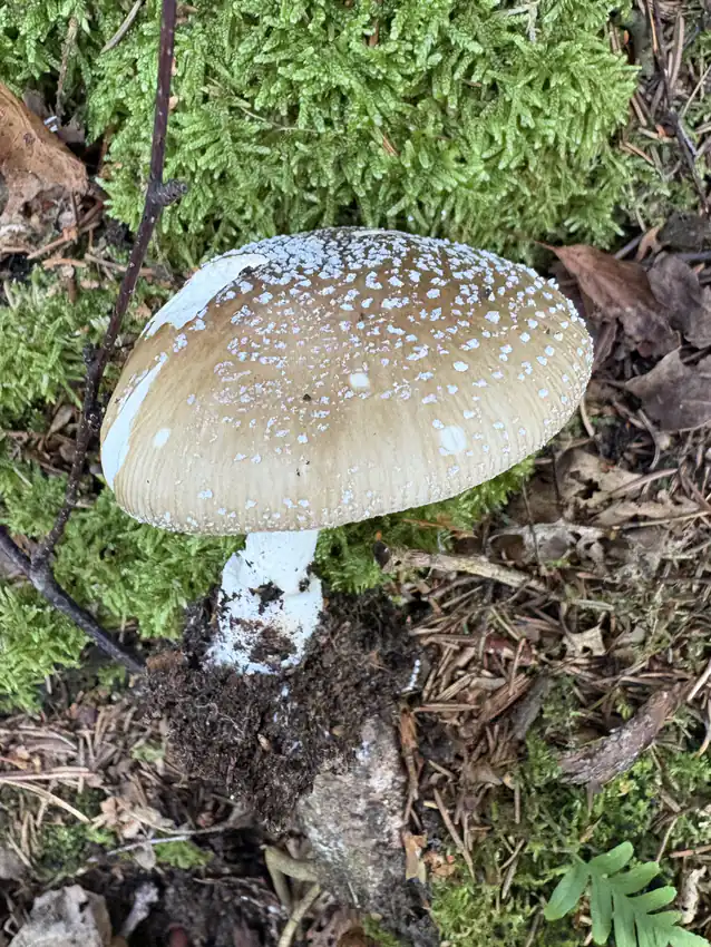 Panterfluesopp ovenfra med gråbrun, utbredt hatt og mange små hvite hudlapper.