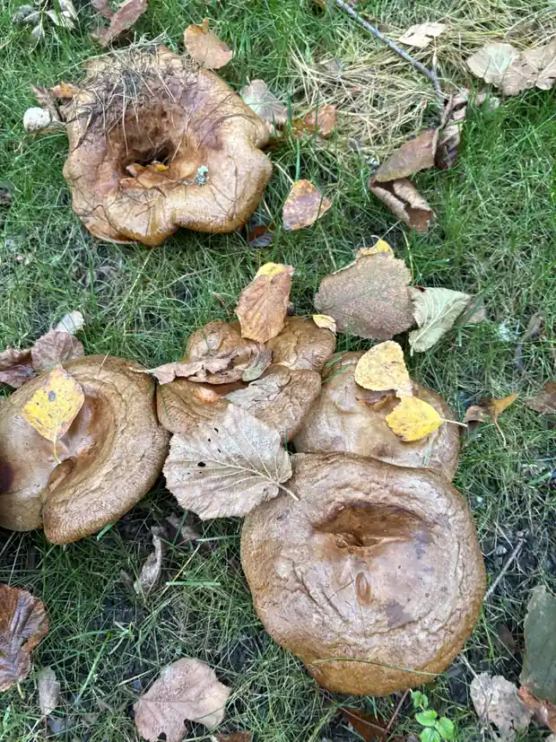 Flere pluggsopper på bakken med brune, tydelig nedtrykte hatter.