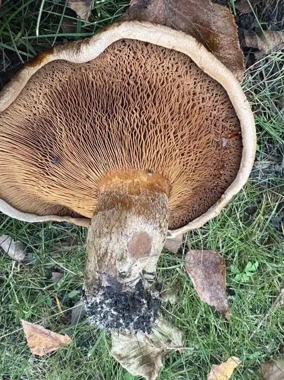 Nærbilde av pluggsopp med tette forgrenede skiver og bred innrullet hattekant.