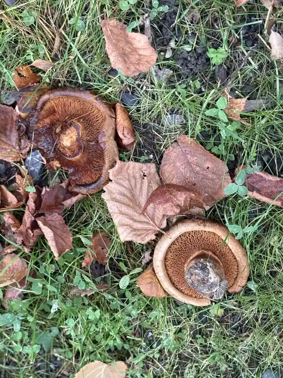 To pluggsopper ovenfra i høstløv med mørkebrune trattformede hatter.