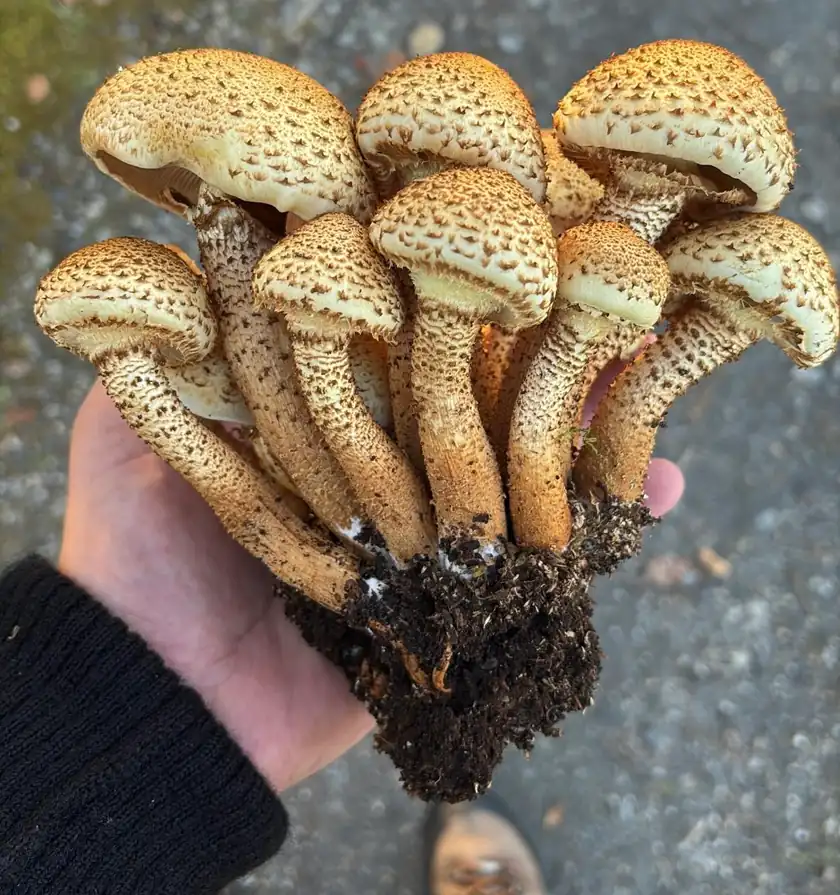 Stort knippe raspskjellsopper holdt i hånden med skjellkledde hatter og lange stilker.