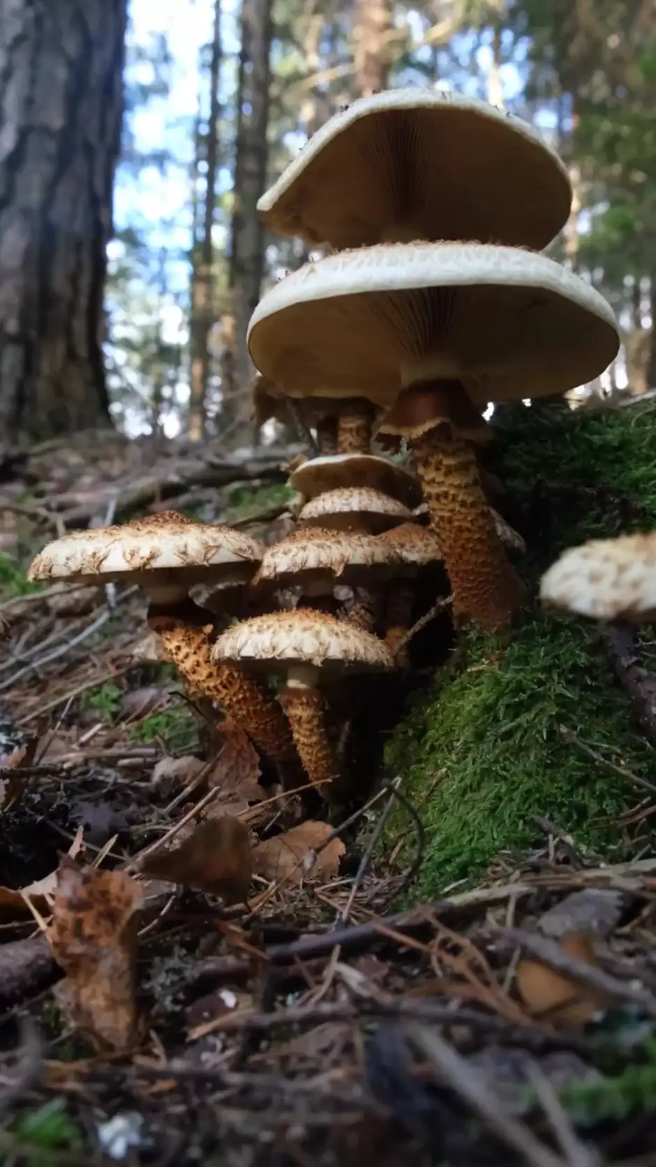 Flere raspskjellsopper i skog med unge hvelvede og eldre utbredte hatter.