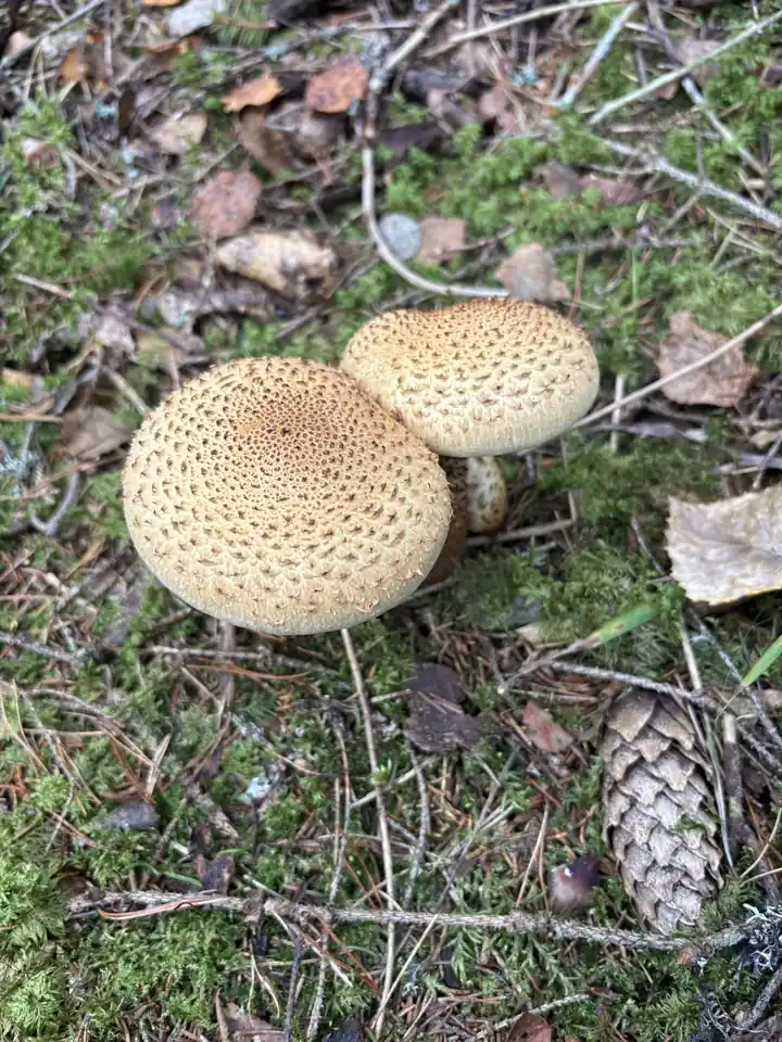 Tre raspskjellsopper ovenfra med runde lyse hatter tett dekket av brune skjell.