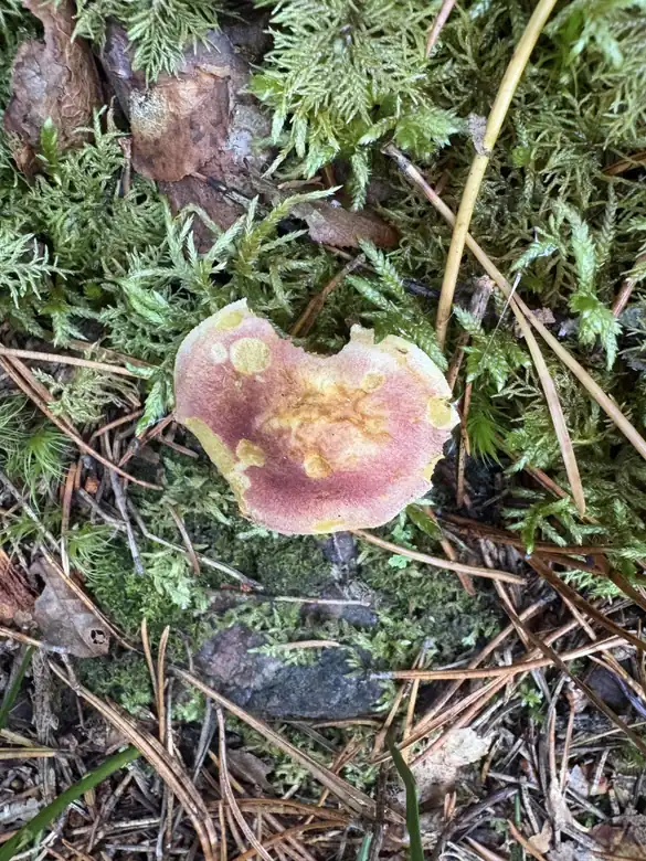 Liten rød stubbemusserong mellom mose og barnåler med gulrød hatt.
