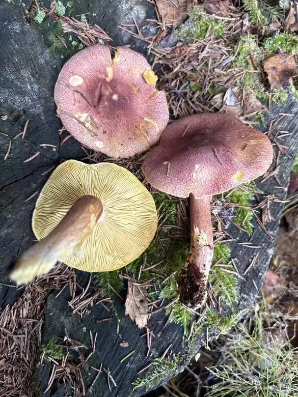 Røde stubbemusseronger på ved med purpurfargede hatter, gule skiver og rødfibret stilk.