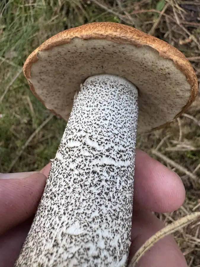 Rødskrubb holdt nedenfra med grått porelag og tett svarte skjell på stilken.