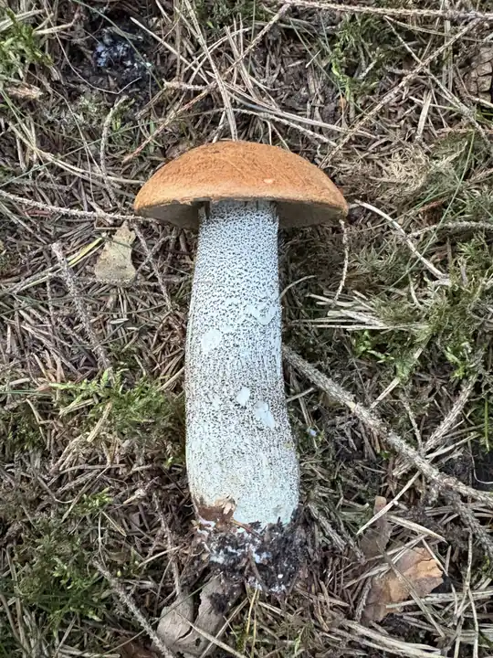 Rødskrubb på skogbunnen med oransjebrun hatt og lang, mørkprikket stilk.