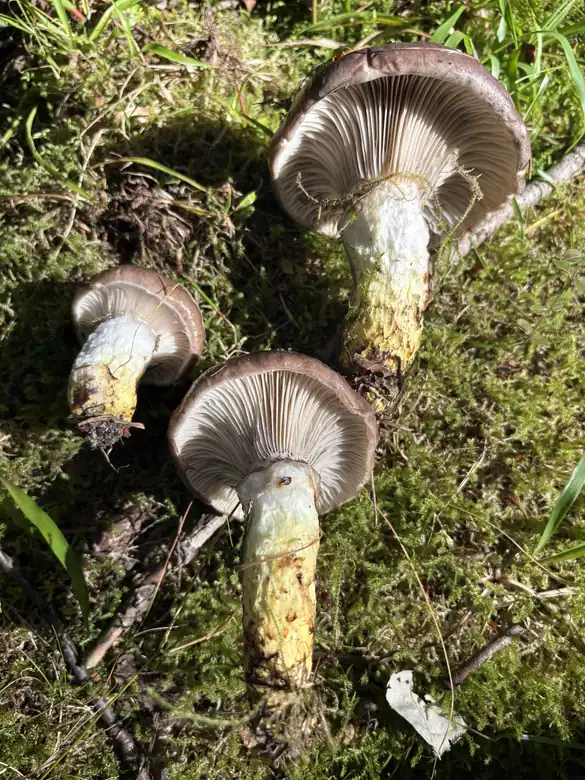 Tre sleipsopper i mose med gråfiolette skiver og gule flekker nederst på stilkene.