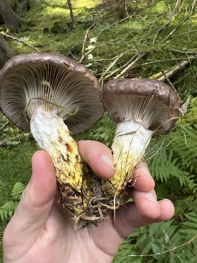 To sleipsopper i en hånd med brede grå skiver og gulflekkede stilker.