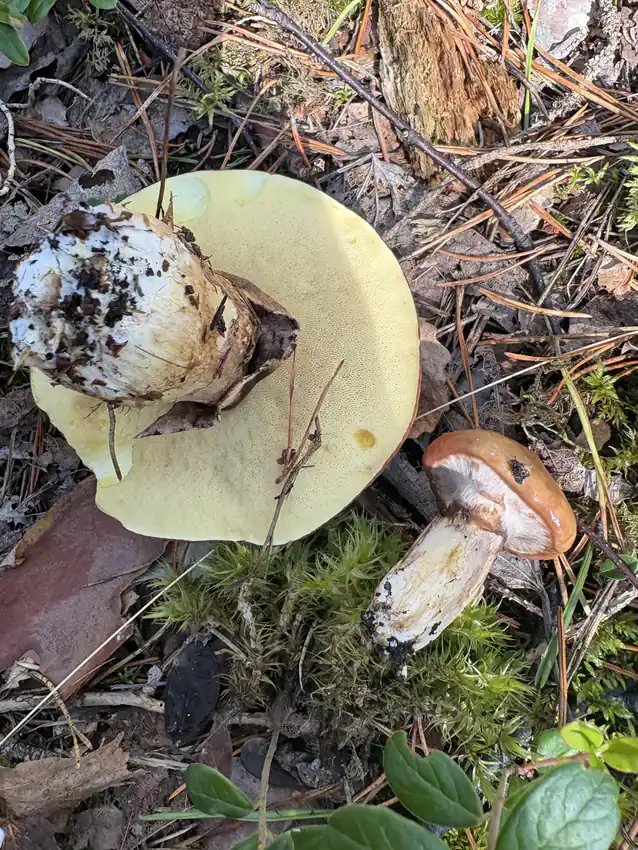 Smørsopp vendt opp i barnåler med lyst gult porelag og tydelig ring.