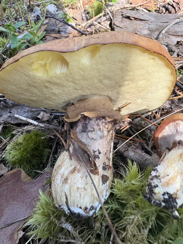 Smørsopp på skogbunnen med bred brun hatt, lyst porelag og kraftig ringet stilk.
