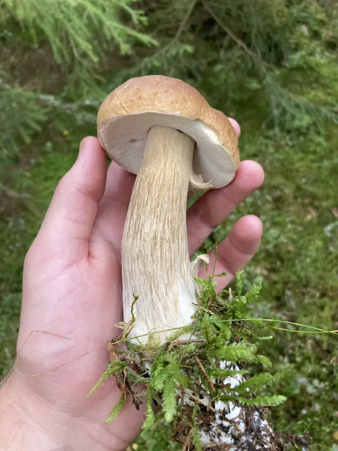 Steinsopp fra siden med bredt porelag og kraftig stilk.