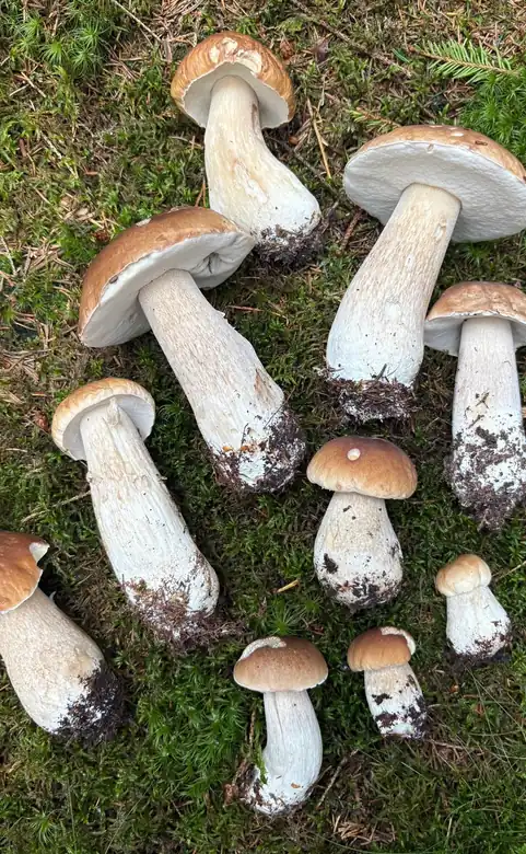 Flere steinsopper i ulike størrelser lagt på mose.