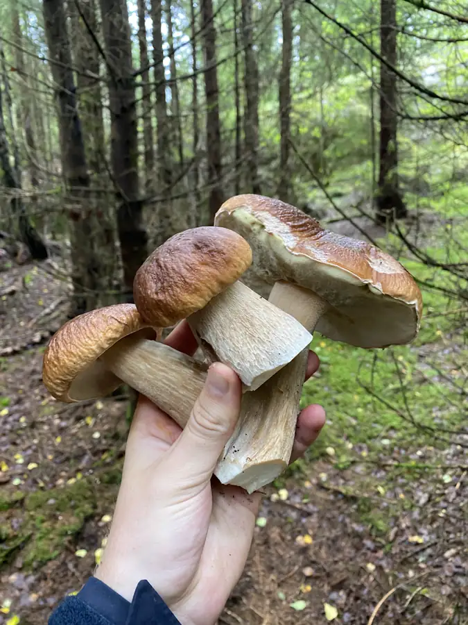 En samling modne steinsopper holdt i skogen med brede brune hatter.
