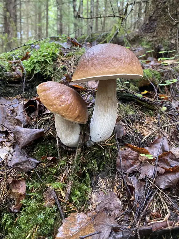To kraftige steinsopper med brune hatter på skogbunnen.