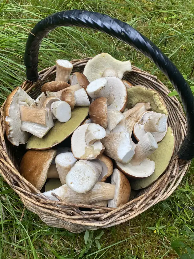 Kurv med hele og delte steinsopper som viser fast, hvitt soppkjøtt.