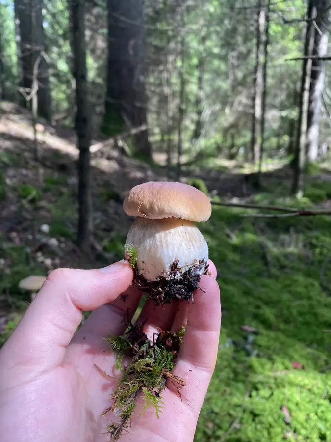 Liten ung steinsopp holdt i skogen med rund brun hatt og tykk stilk.