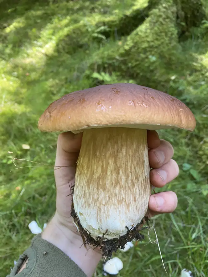 Stor steinsopp holdt i hånden med brun hatt og tykk stilk med lyst nettmønster.