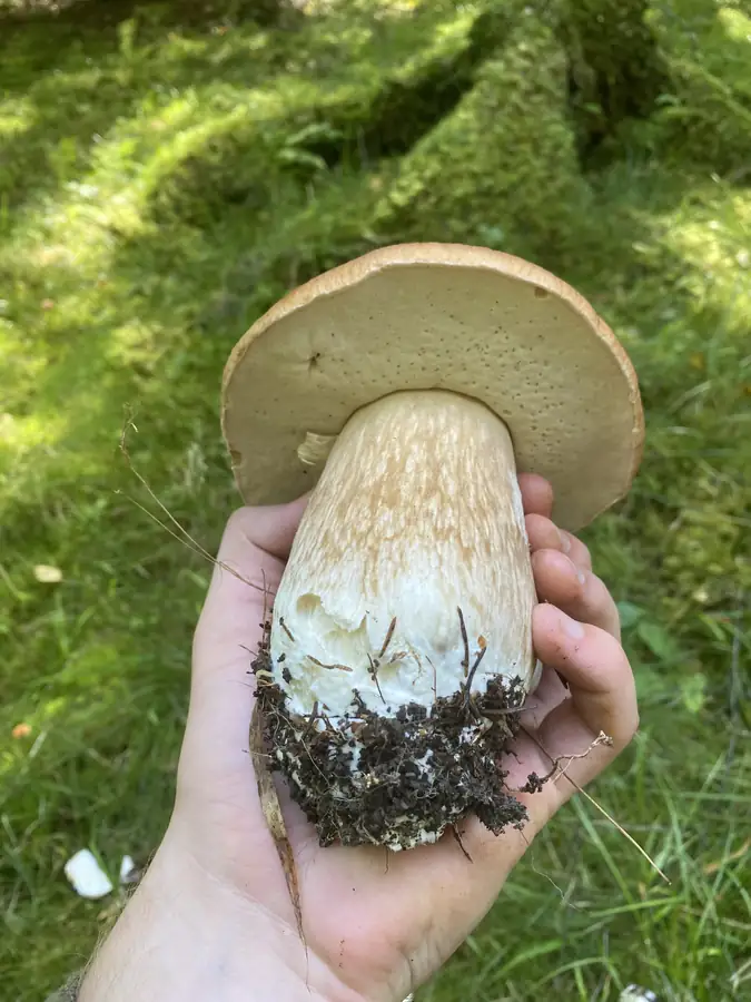 Steinsopp med lyst olivengult porelag og tykk, nettmønstret stilk.